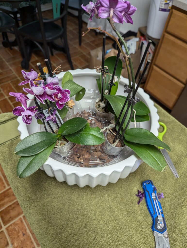 Orchids in the plastic holder