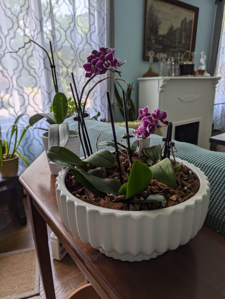 Completed orchid arrangement