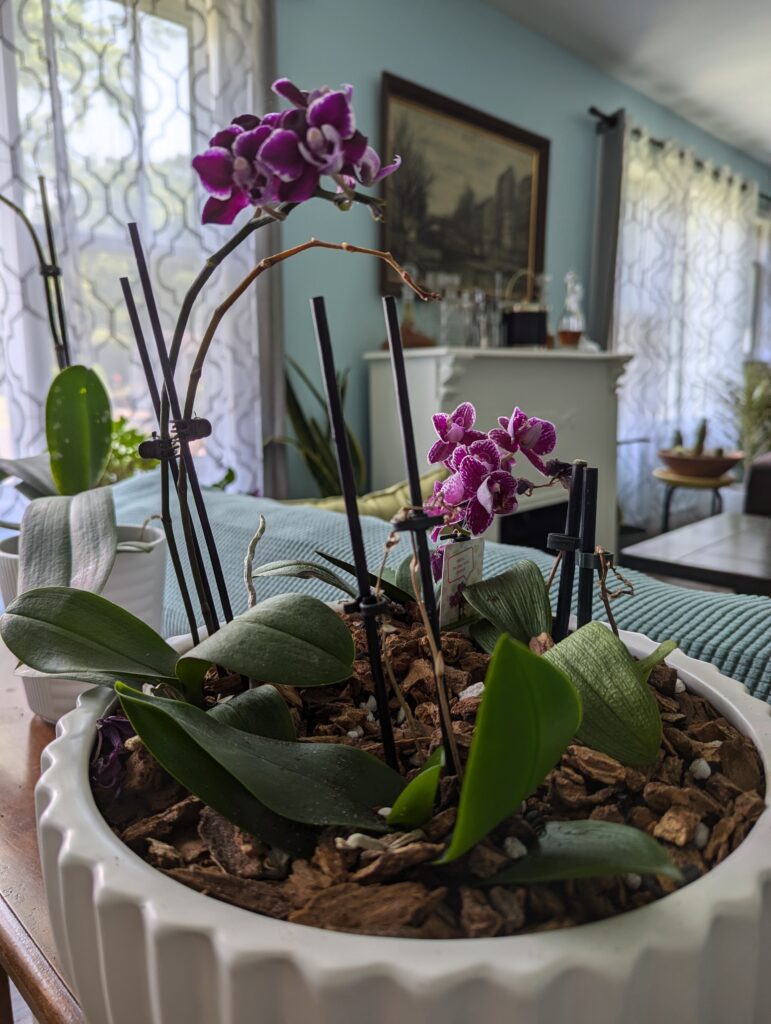 Completed orchid arrangement