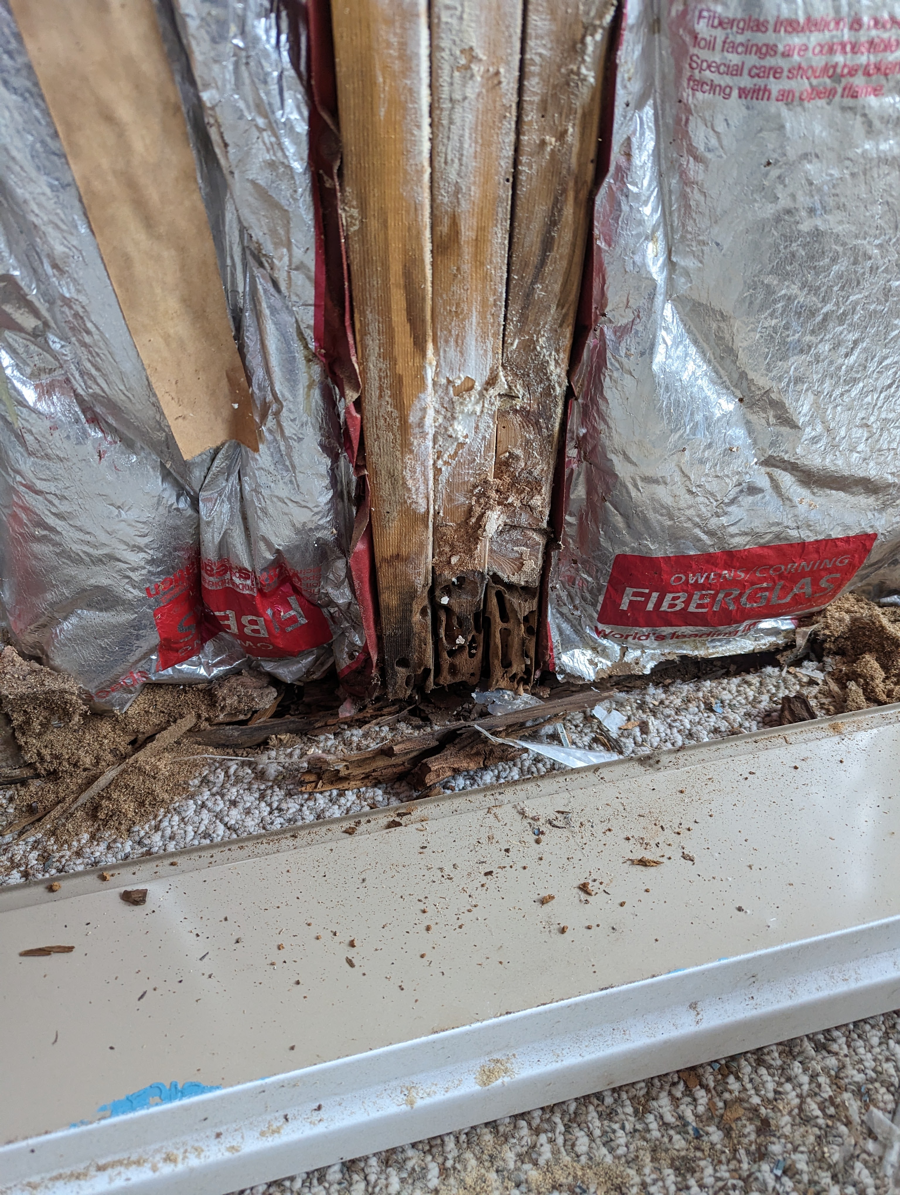 moisture and ant damage