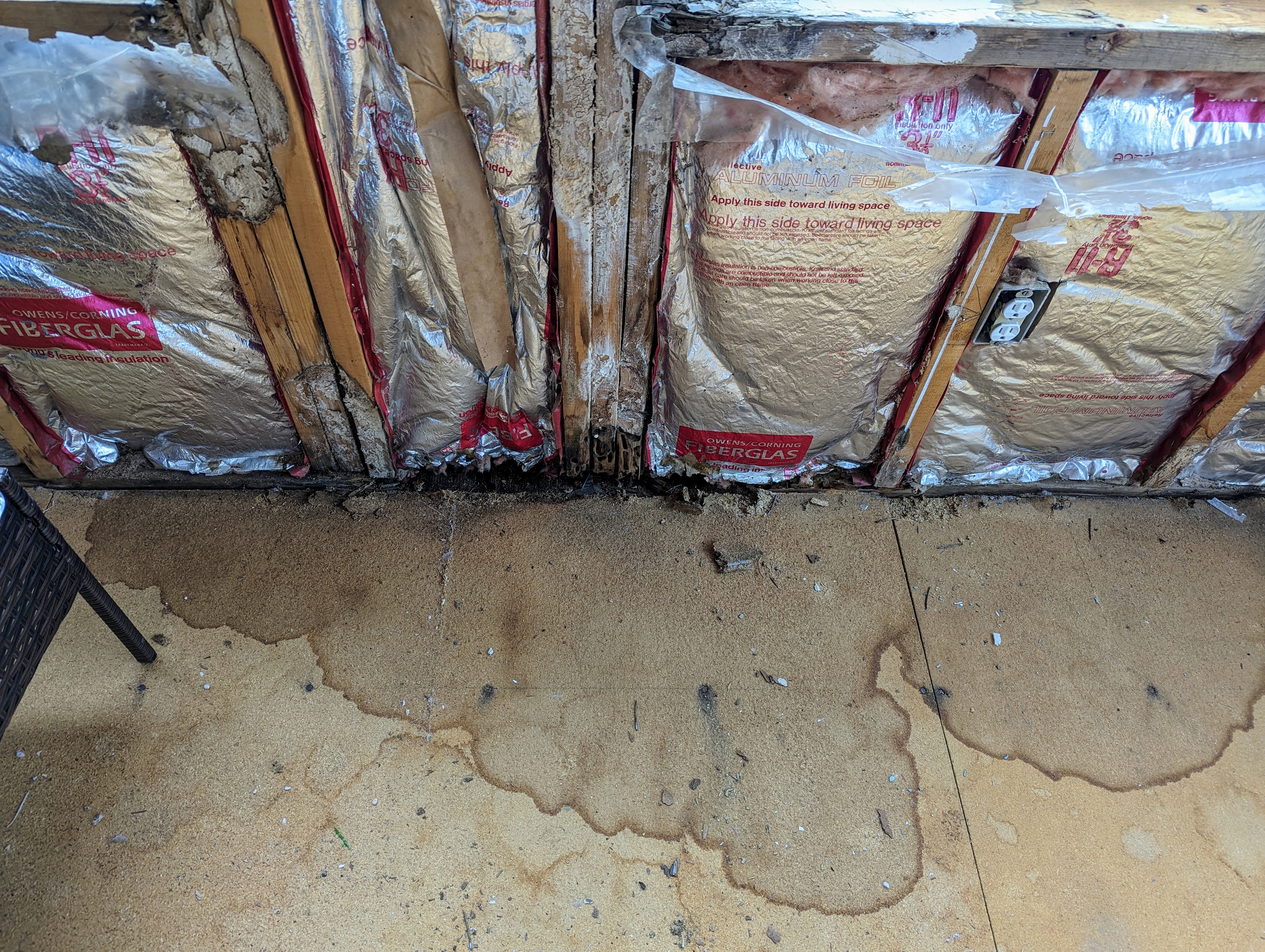 moisture and ant damage